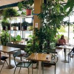 Botani Café à Lyon : Au cœur d’une insolite jardinerie urbaine