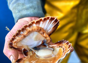 La coquille Saint-Jacques, trésor de la baie de Saint-Brieuc