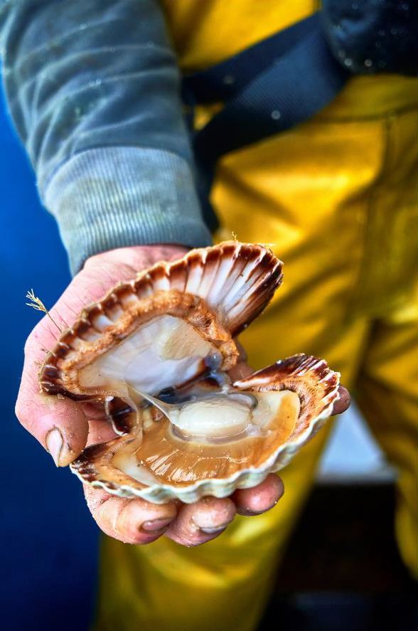 La coquille Saint-Jacques, trésor de la baie de Saint-Brieuc